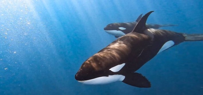 Two orcas moving through sunlit blue water